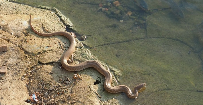 Der Blick auf eine Schlange in einem Teich.