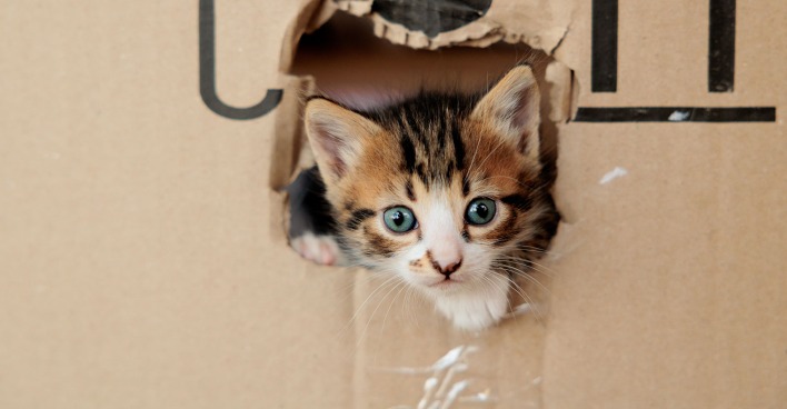 Katze, die aus einem Umzugskarton schaut | Credit: Sherbak/Shutterstock