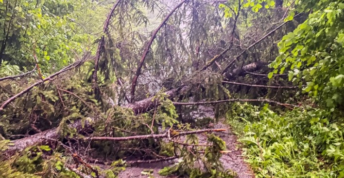 Gewitter Schäden Oberösterreich umgestürzte Bäume blockieren Straße nach Sturm