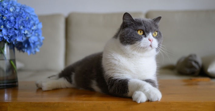 Katze auf dem Tisch liegend | Credit: Chendongshan/Shutterstock