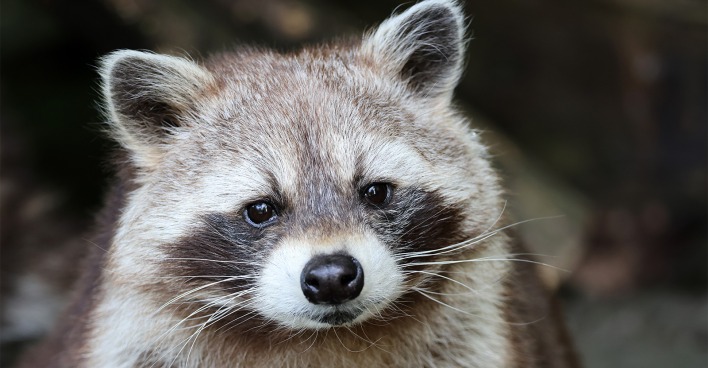 Junger Waschbär | Credit: Edwin Butter/Shutterstock