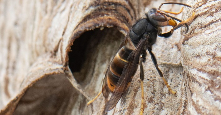 Asiatische Hornisse (Vespa velutina) an einem Holznest – invasive Art gefährdet Bienen in Österreich