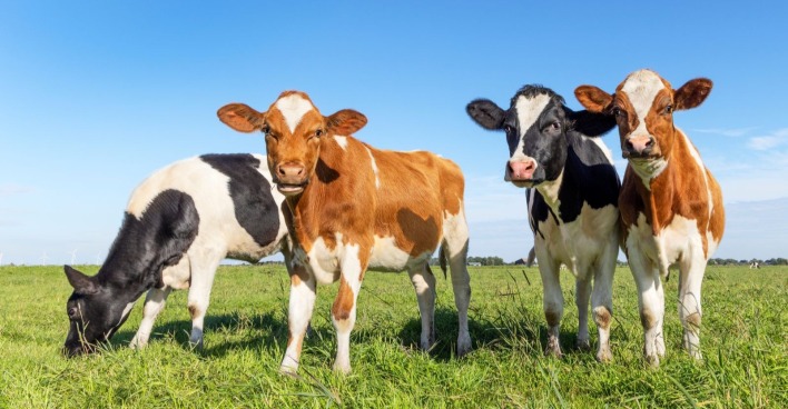 Vier Kälber auf einer Wiese nach seltener Vierlingsgeburt bei einer Kuh in Bayern