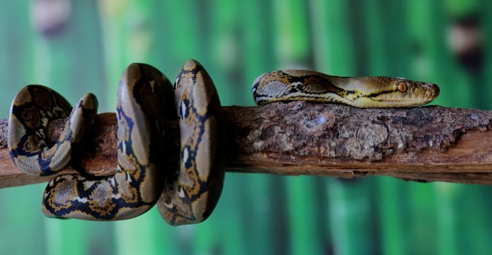 Schlangen: Ein retikulierter Python, der auf einem trockenen Baumstamm ruht.
