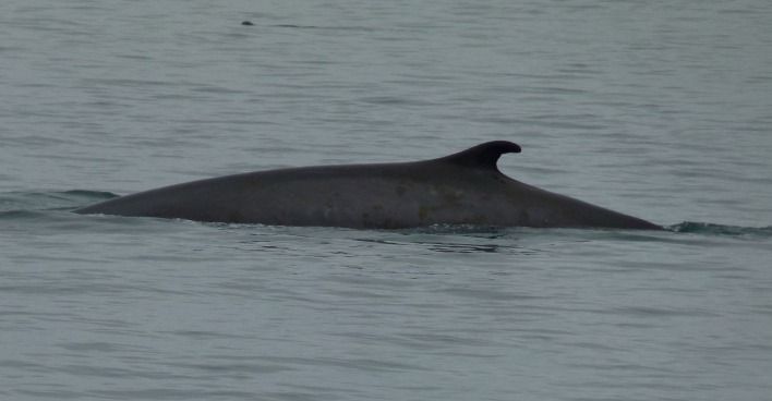Finnwal durchbricht Wasseroberfläche in der Adria vor Kroatien nahe Šibenik