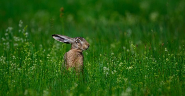 Hase sitzt im hohen grünen Gras