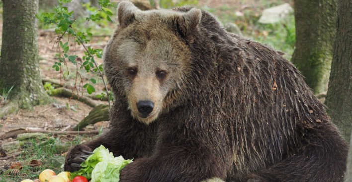 Die Braunbärin Brumca entspannt im Bärenwald Arbesbach auf einer Wiese