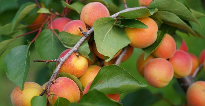 Reife Marillen vor ihrer Ernte auf einem Baum in Niederösterreich