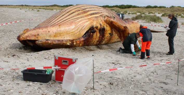 Kadaver eines Buckelwals auf Strand in Dänemark während DNA-Untersuchung im Fall Timmy DNA