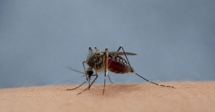 Mücke beim Stechen auf menschlicher Haut – mehrere Fälle von Malaria in Deutschland.