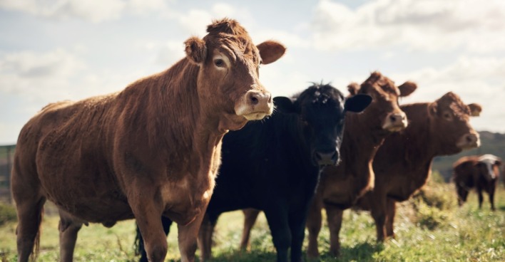 Landwirtschaft, Gras oder Kuh im Feld mit Herde, Erhaltung oder nachhaltige Landwirtschaft in der Milchwirtschaft.