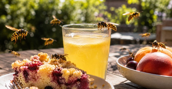 Mehrere Wespen an Kuchen, Obst und Limonade auf einem Gartentisch im Sommer