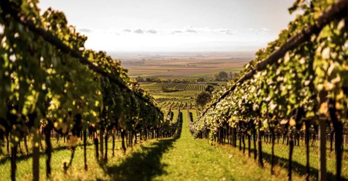 Weingut | Credit: Weingut Anton Bauer