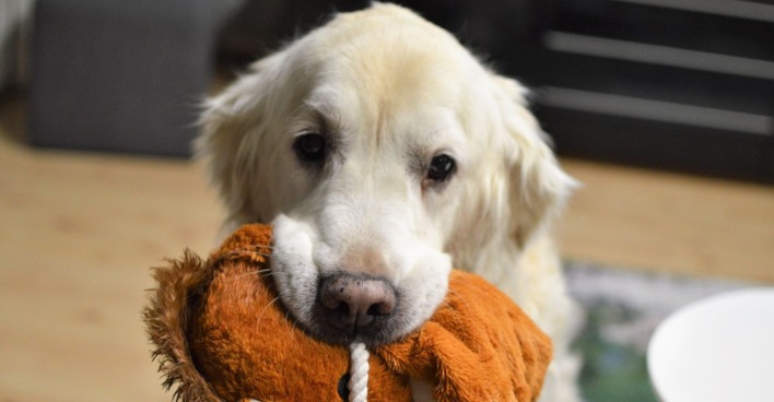 Golden Retriever Nash mit Spielzeug im Maul, der einen Einbrecher zum Spielen aufforderte.