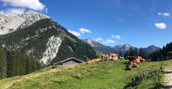 Alm mit Kühen und Stall in Tirol – Symbolbild zur Hunde-Attacke auf einen Landwirt in Hochfilzen