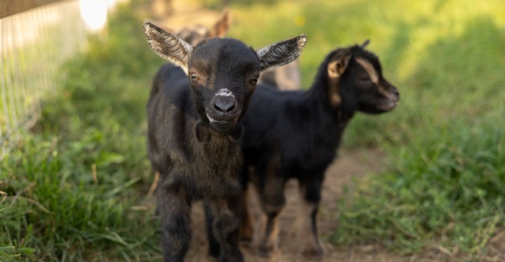 Babyziegen in einem Gehege: In North Carolina sind mehrere Tiere eines mobilen Streichelzoos an Tollwut erkrankt.