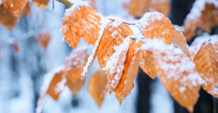 Orange Herbstblätter mit frischem Schnee auf den Zweigen als Symbol für den Wettersturz und Wintereinbruch in Österreich.