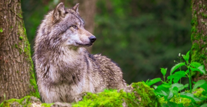 Das Rissbild in Unken deutet laut Wolfsbeauftragtem Hannes Üblagger erneut auf einen Wolf hin.