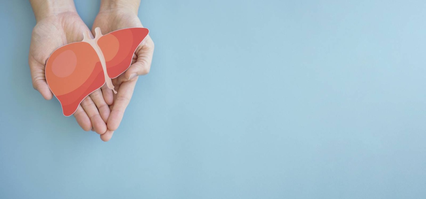 Ein Darstellung der Leber in den Händen einer Frau | Credit: SewCreamStudio/Shutterstock