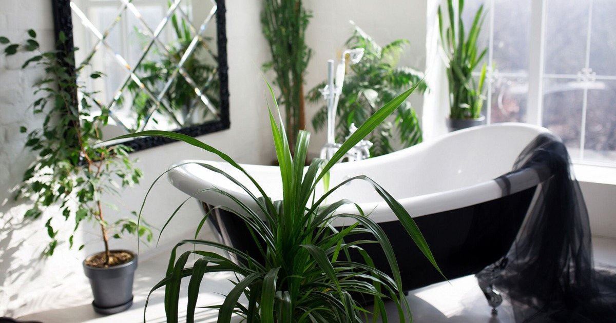 drachenbaum surculosa Bambus-Drachenbaum | Dracaena surculosa main image 0