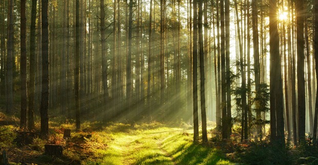 Wald