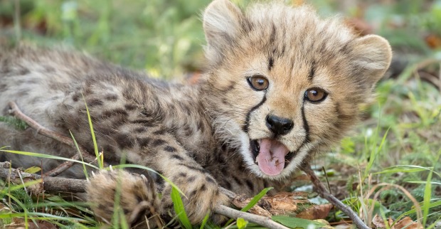 Ein Baby-Gepard schaut neugierig in die Kamera