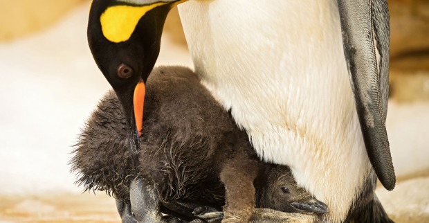Königspinguinbaby im Tiergarten Schönbrunn