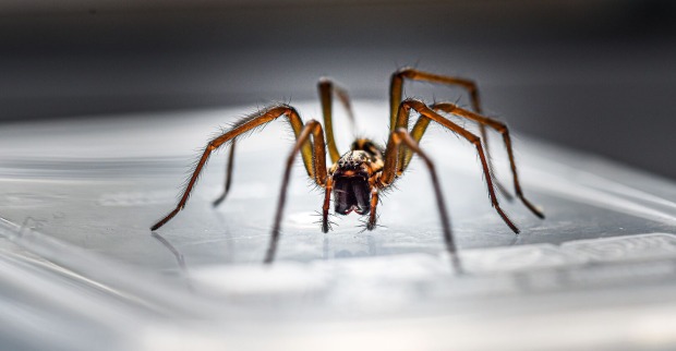 Nahaufnahme einer Spinne