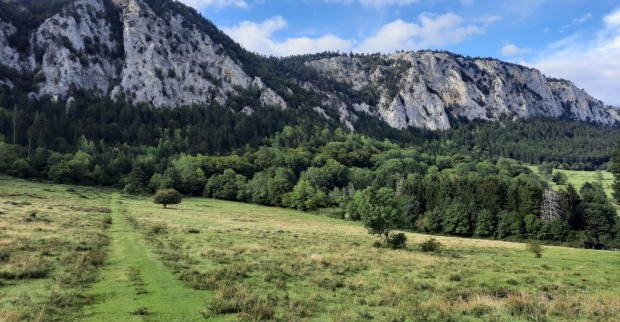 Kuhweide vor Bergpanorama