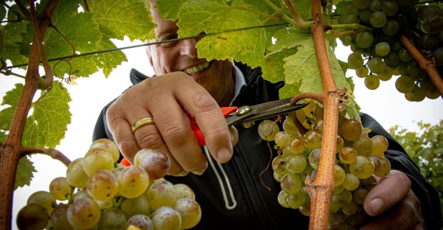 Winzer bei der Weinlese