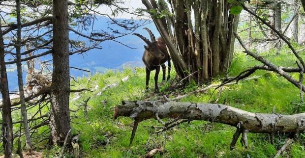 Junger Steinbock kratzt sich am Strauch.