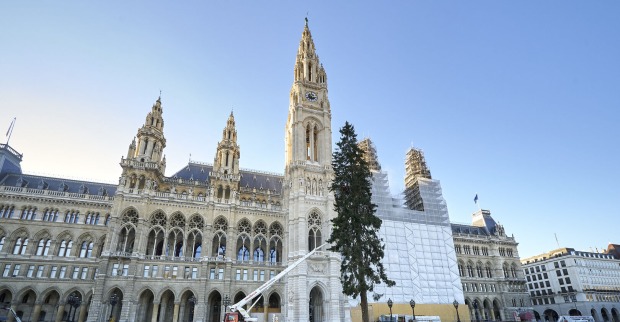 Der Wiener Weihnachtsbaum wird am Rathausplatz aufgestellt
