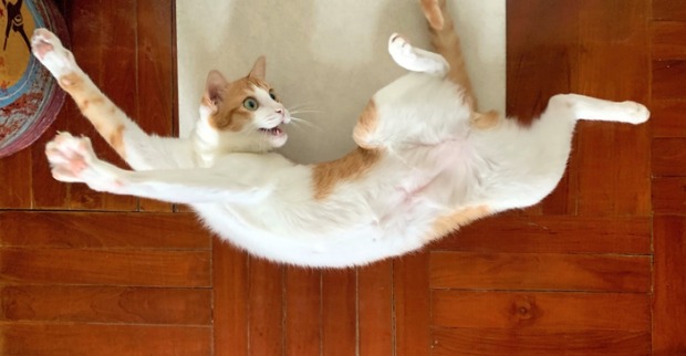 Durchgeknallte Katze | Credit: iStock.com/LewisTsePuiLung