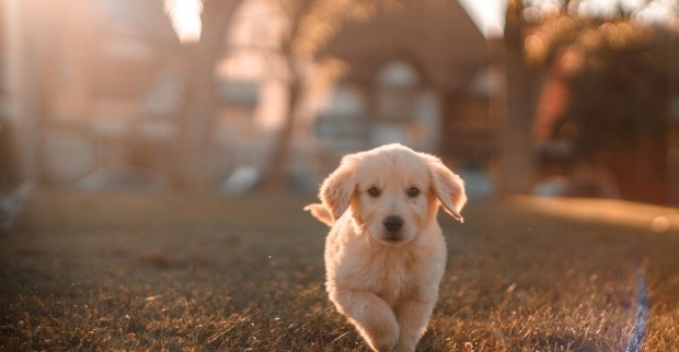 Ein Golden Retriever-Welpe läuft bei Sonnenuntergang über eine Wiese
