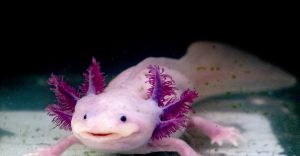 Axolotl | Credit: IZANBAR/ISTOCK/GETTY IMAGES