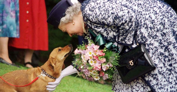 Die Queen mit einem ihrer Corgis