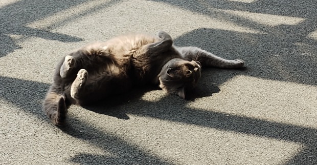 Wer ist hier der Boss? Ganz klar diese Katze! | Credit: Lilli Platzer