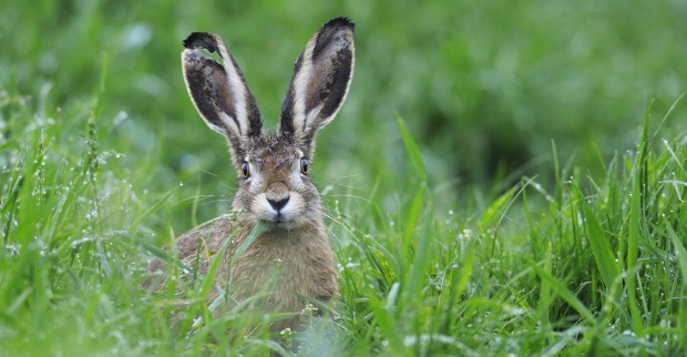 In Hausmanstätten wurde schon wieder ein Hase an einen Baumstumpf genagelt.