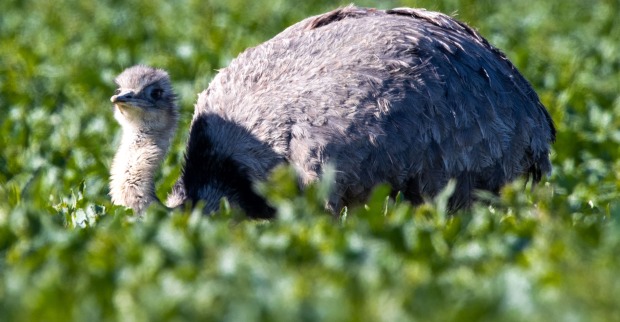 Ein Nandu auf einem Feld