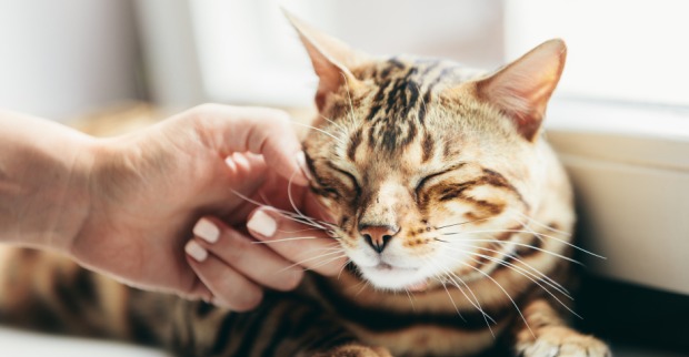 Verschmuste Katze | Credit: iStock.com/NiseriN