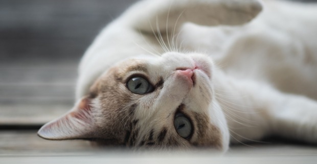 Katze liegt auf dem Rücken | Credit: iStock.com/quantum40