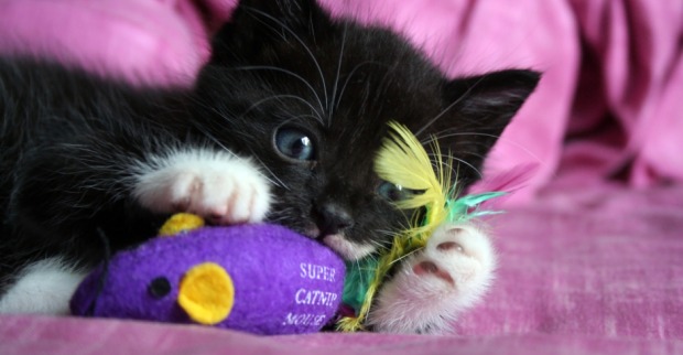 Katze beim Spielen mit Stoffmaus | Credit: iStock.com/dentharg