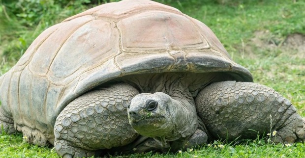 Riesenschildkröte Schurli liegt im Gras