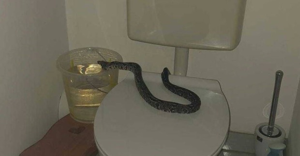 Python sitzt auf dem Klodeckel eines WCs und schnappt auf die linke Seite der Toilette.