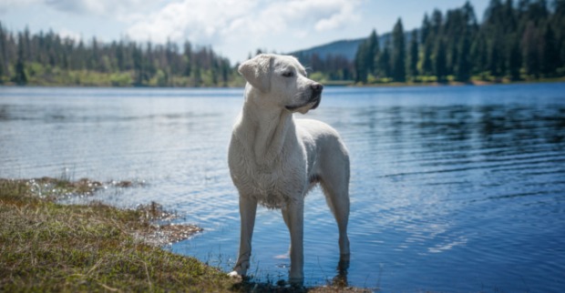 Hund See Urlaub