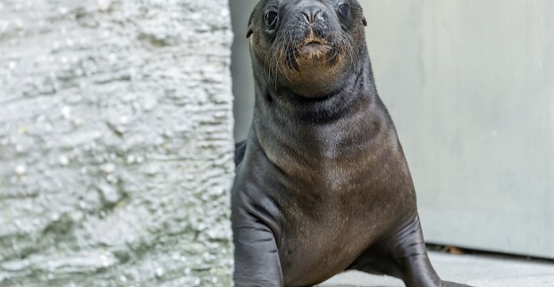 Robben-Baby im Tiergarten Schönbrunn