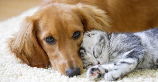 Hund und Katze in trauter Eintracht miteinander | Credit: iStock.com/gyro