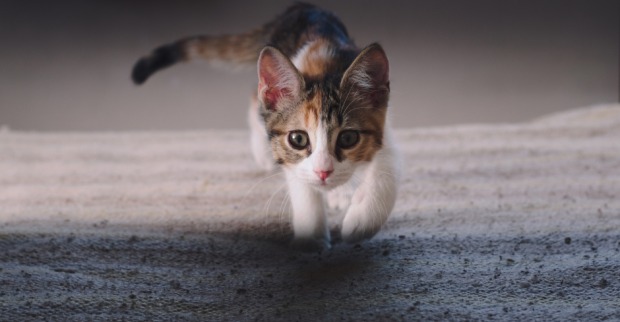 Katze schleicht sich an | Credit: iStock.com/hernan4429