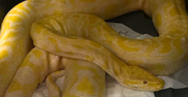 Albino Tigerpython_2 | Credit: TierQuarTier Wien