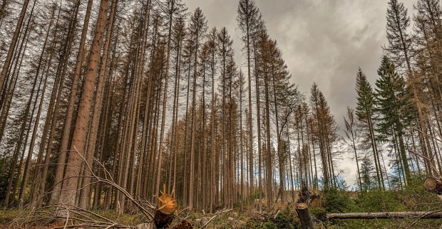 Wie steht es um den Wald? | Credit: Fotostand / dpa Picture Alliance / picturedesk.com